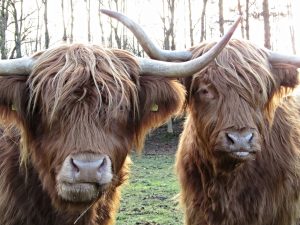 Highland Cows