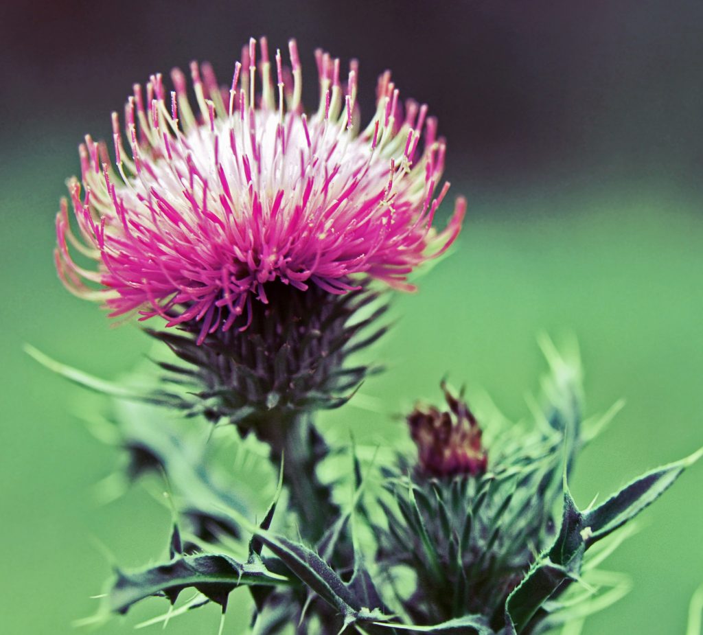 A bright pink thistle in Scotland