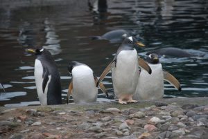 Penguins at Edinburgh Zoo