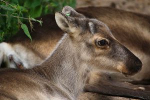 Scottish reindeer