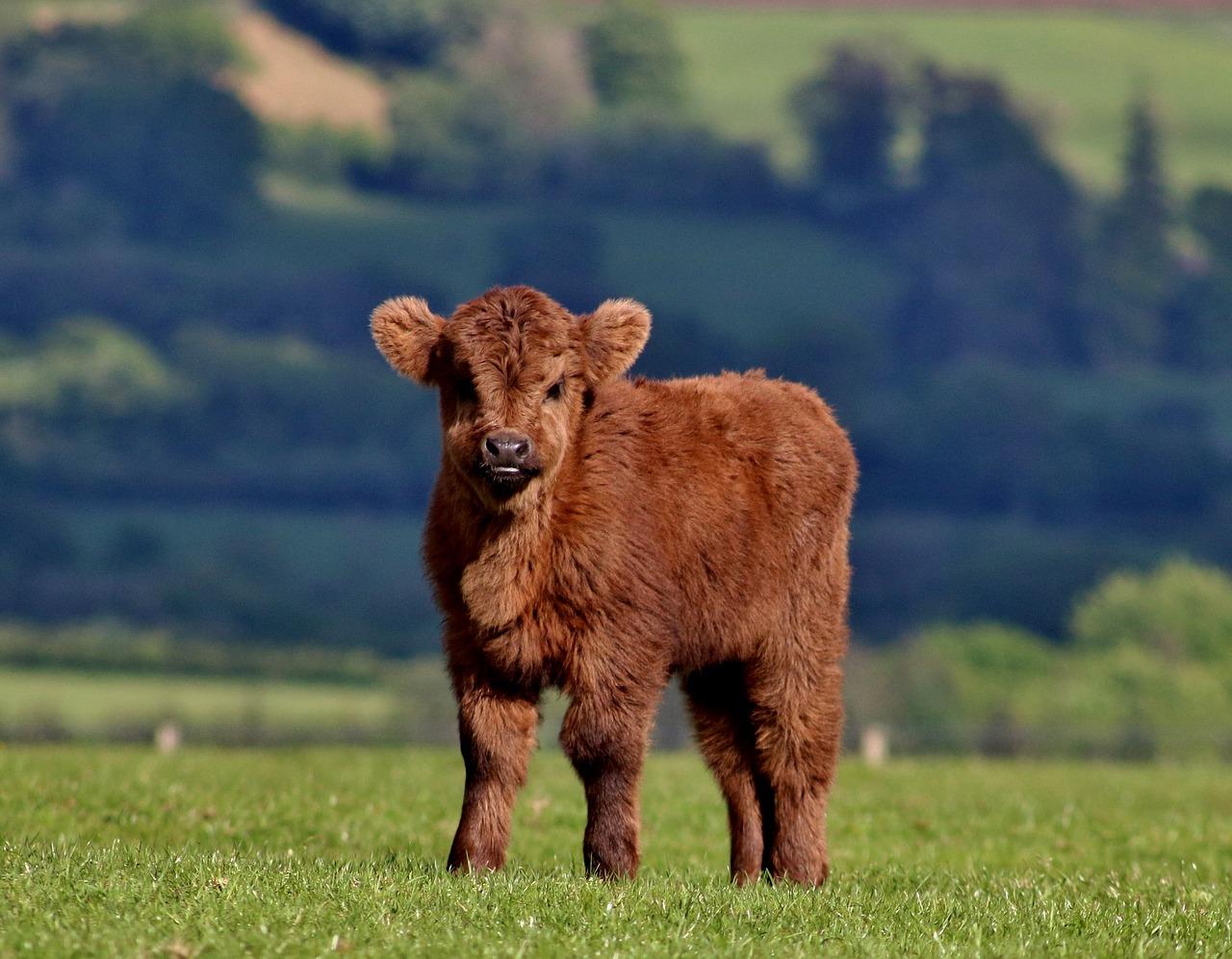 A young Highland cow