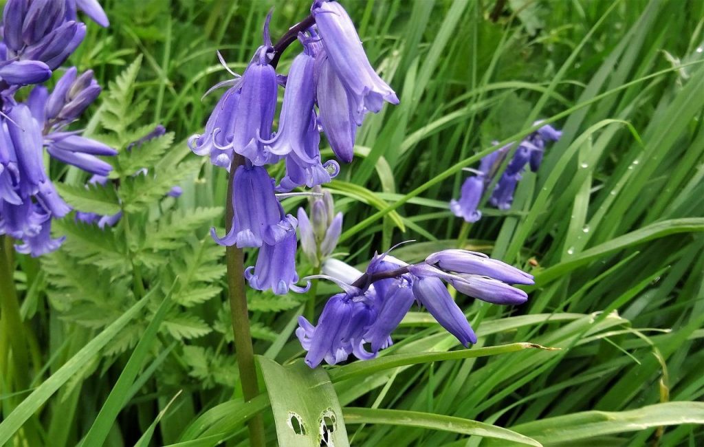 Macro shot of Bluebell flower Scotland