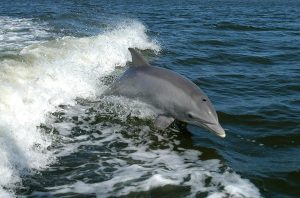 Bottlenose dolphin in Scotland