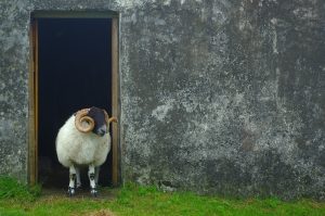 A sheep in a doorway in rural Scotland