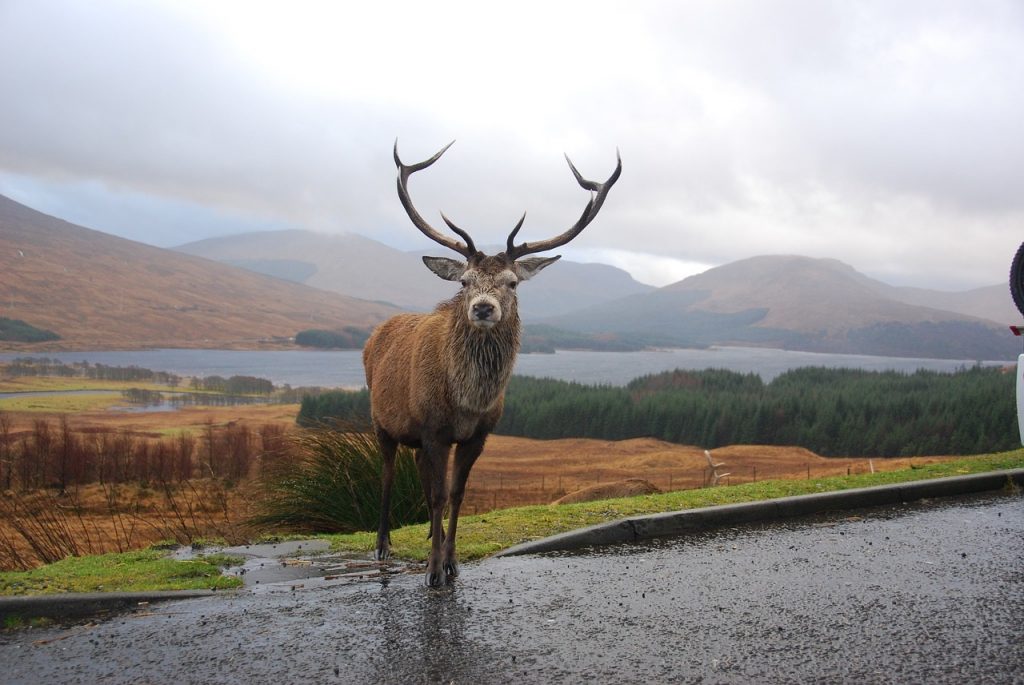A stag in the Scottish Highlands