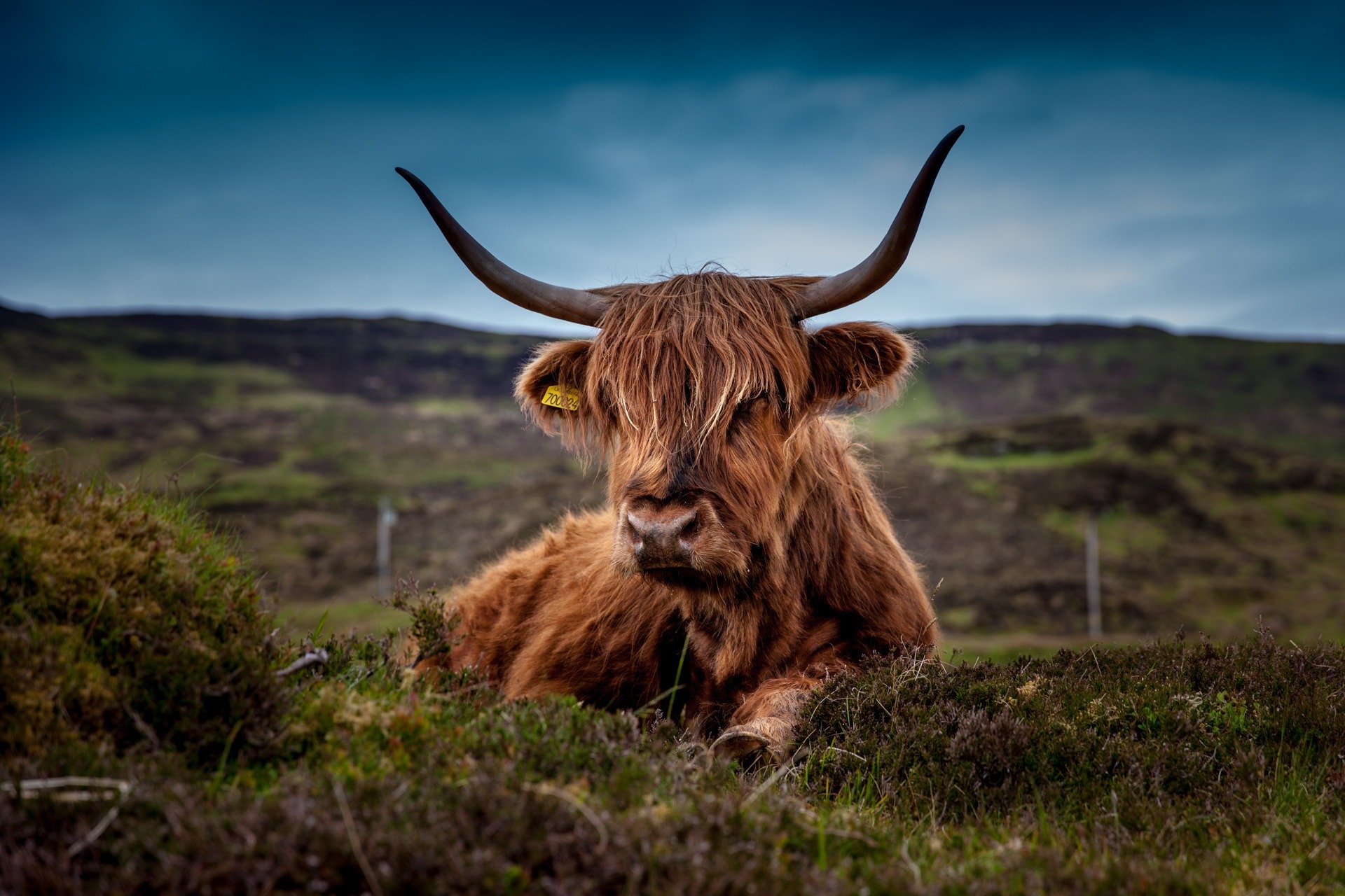 Scotland's Grazing Cows - The Highland Coos