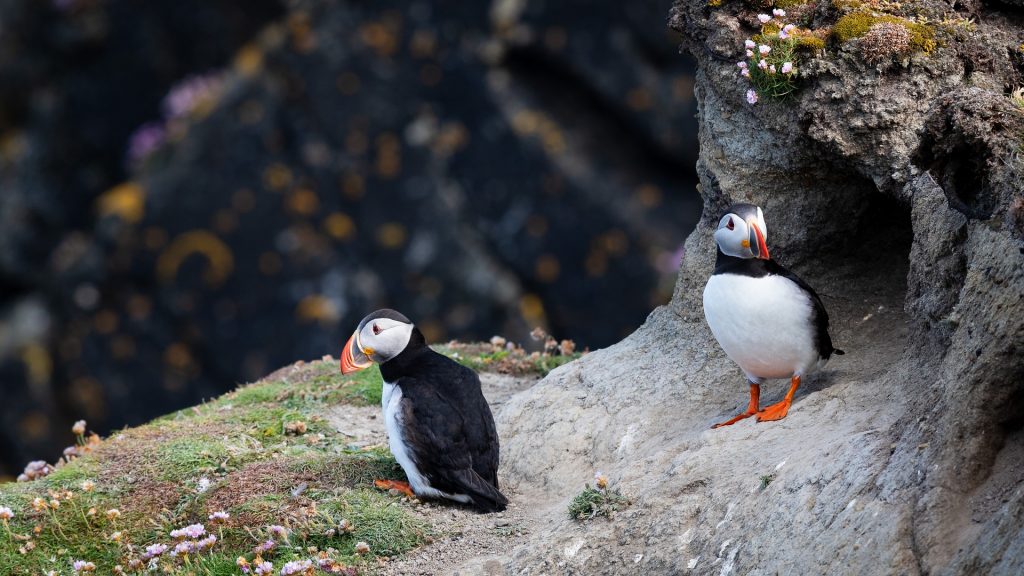 Puffins, Nature