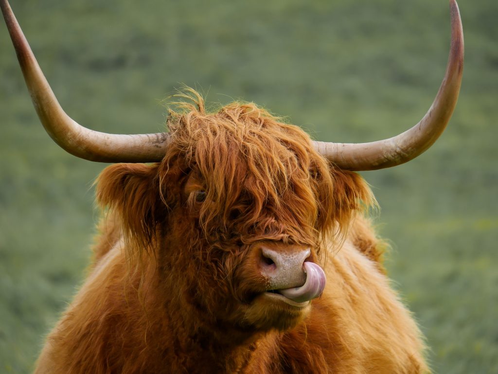 Highland Cow in field