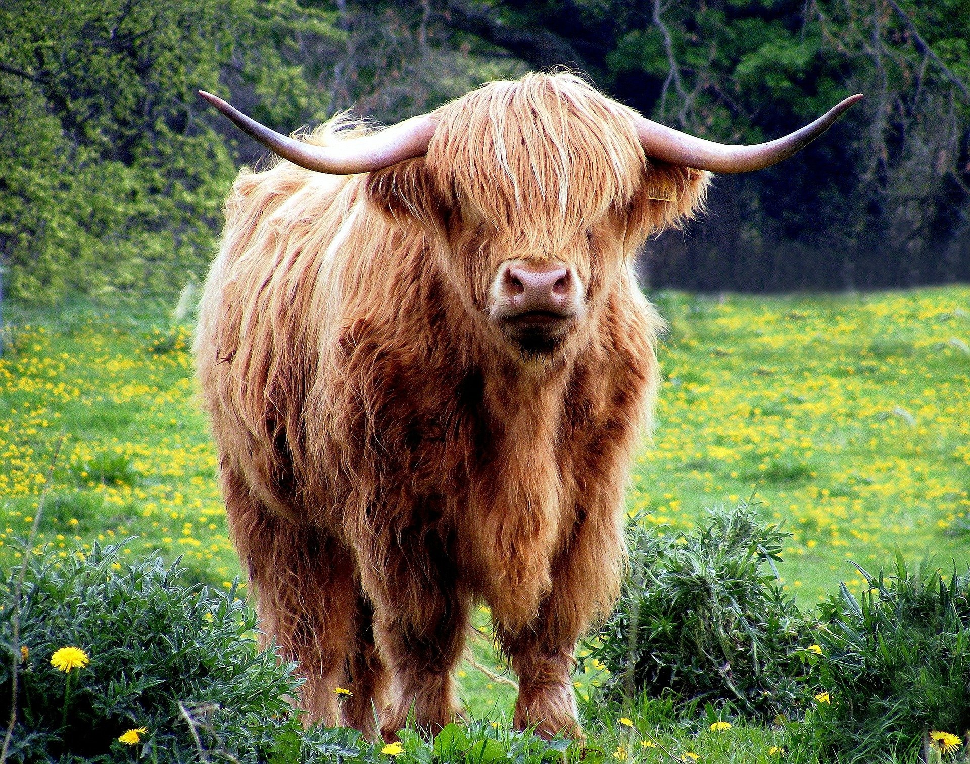 highland cow tour